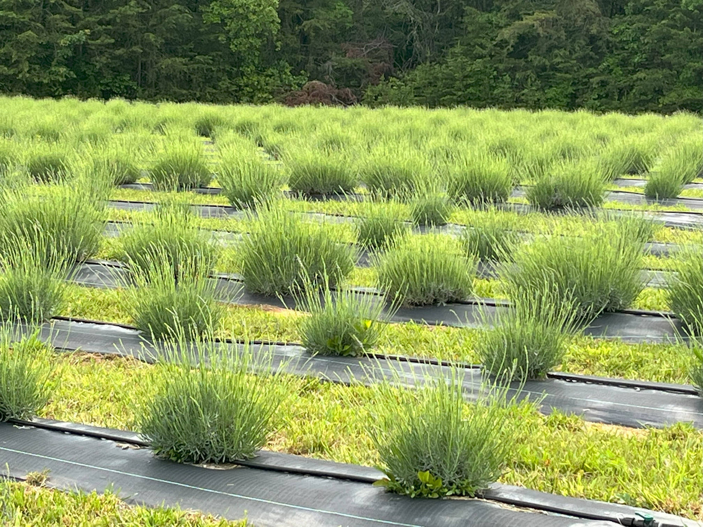 Dried Organic French Lavender Bunch