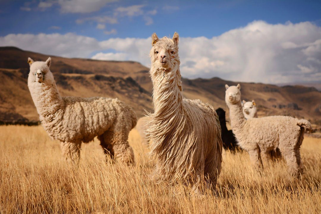 Alpaca vs. Cashmere: A Tale of Two Luxuries