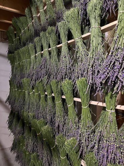 Dried Organic French Lavender Bunch